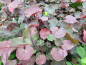 Preview: Cercis canadensis 'Merlot' - (Kanadischer Judasbaum 'Merlot'),