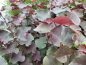 Preview: Cercis canadensis 'Merlot' - (Kanadischer Judasbaum 'Merlot'),