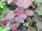 Preview: Chinesischer Judasbaum Avondale -  Cercis chinensis Avondale