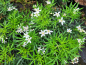 Preview: Orangenblume White Dazzler -S-  - Choisya ternata White Dazzler