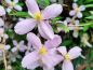Preview: Clematis montana Rubens - Anemonenwaldrebe