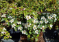 Preview: Cotoneaster dammeri "Coral Beauty" - (Kriechmispel "Coral Beauty"),