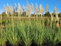 Preview: Cortaderia selloana 'Citaro' - (Pampasgras 'Citaro'),