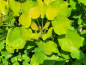Preview: Gelber Perückenstrauch Golden Lady - Cotinus coggygria Golden Lady
