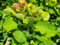 Preview: Gelber Perückenstrauch Golden Lady - Cotinus coggygria Golden Lady