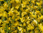Preview: Cytisus praecox "Allgold" - (Elfenbeinginster "Allgold"),