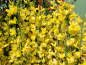 Preview: Cytisus praecox "Allgold" - (Elfenbeinginster "Allgold"),