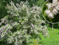 Preview: Deutzia scabra "Plena" - (Gefüllte Deutzie),
