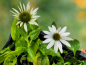 Preview: Bienenweide Sonnenhut Pflanze