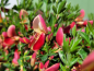 Preview: Cytisus scoparius Roter Favorit - Edelginster Roter Favorit