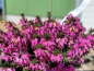 Preview: Erica carnea "Lohses Rubin" - (Echte Heide "Lohses Rubin"),