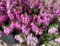 Preview: Erica carnea "Rubinteppich" - (Schneeheide "Rubinteppich"),