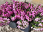 Preview: Erica carnea "Rubinteppich" - (Schneeheide "Rubinteppich"),
