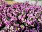 Preview: Erica carnea "Winter Beauty" - (Schneeheide "Winter Beauty"),