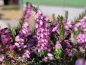 Preview: Erica darleyensis "George Rendall" - (Winterblühende Heide "George Rendall"),