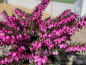 Preview: Erica darleyensis "Kramer's Rote" - (Winterblühende Heide "Kramer's Rote"),