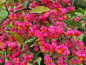 Preview: Euonymus europaeus Pfaffenhütchen Spindelstrauch