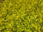 Preview: Goldliguster - Ligustrum ovalifolium Aureum