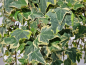 Preview: Hedera helix "Glacier" - (Silbrig weißbunter Efeu),