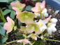 Preview: Helleborus niger - Christrose