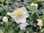 Preview: Helleborus niger - Christrose