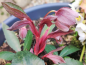 Preview: Helleborus sternii - Turrills Nieswurz