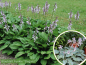 Preview: Hosta sieboldiana "Elegans" - (Blaublatt Funkie "Elegans"),