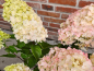 Preview: Rispenhortensie Bloody Marie ®