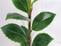 Preview: Stechpalme"Heckenfee ® - Ilex meserveae Heckenfee ®