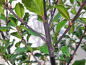 Preview: Stechpalme Heckenstar - Ilex meserveae Heckenstar