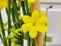 Preview: Blüte Echter Winter-Jasmin