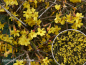 Preview: Jasminum nudiflorum - (Echter Winter-Jasmin),