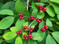 Preview: Lonicera xylosteum - Heckenkirsche