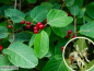 Preview: Lonicera xylosteum - Heckenkirsche