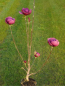 Preview: Magnolie Black Tulip - Magnolia Black Tulip