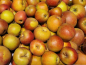 Preview: Malus Apfel Roter Boskoop