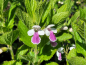 Preview: Immenblatt Royal Velvet Distinction - Melittis melissophyllum Royal Velvet Distinction
