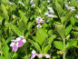 Preview: Immenblatt Royal Velvet Distinction - Melittis melissophyllum Royal Velvet Distinction