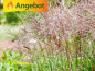 Preview: Miscanthus sinensis Ferner Osten