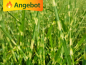 Preview: Miscanthus sinensis Strictus