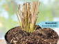 Preview: Panicum virgatum "Northwind" - (Riesen-Rutenhirse "Northwind"),