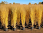Preview: Gras Northwind Herbst Winter