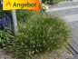 Preview: winterhartes graten ziergras Pennisetum alopecuroides Hameln