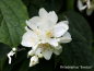 Preview: Philadelphus "Erectus" - (Duftjasmin),