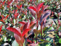 Preview: Photinia x fraseri "Carré Rouge" ® -  Rote Glanzmispel Carré Rouge