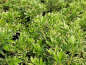 Preview: Pieris japonica Variegata Weißbuntes Schattenglöckchen Variegata