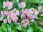 Preview: Etagen Schlüsselblume Appleblossom - Primula japonica Appleblossom