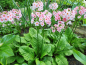 Preview: Etagen Schlüsselblume Appleblossom - Primula japonica Appleblossom