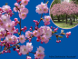 Preview: Prunus subhirtella Accolade - Frühe Zierkirsche Accolade