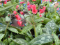 Preview: Pulmonaria saccharata Shrimps on the Barbie -R-